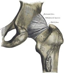 drawing of the back of hip joint