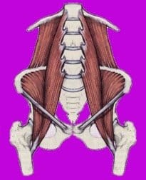 drawing of psoas muscles