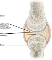 anatomical drawing of joint