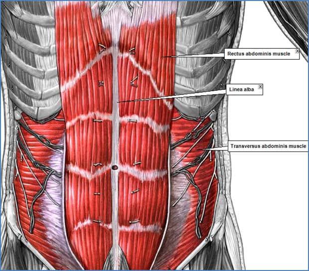 Anatomical drawing of core abdominal muscles